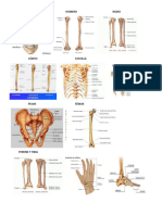 Hueso S Del Cuerpo Human o