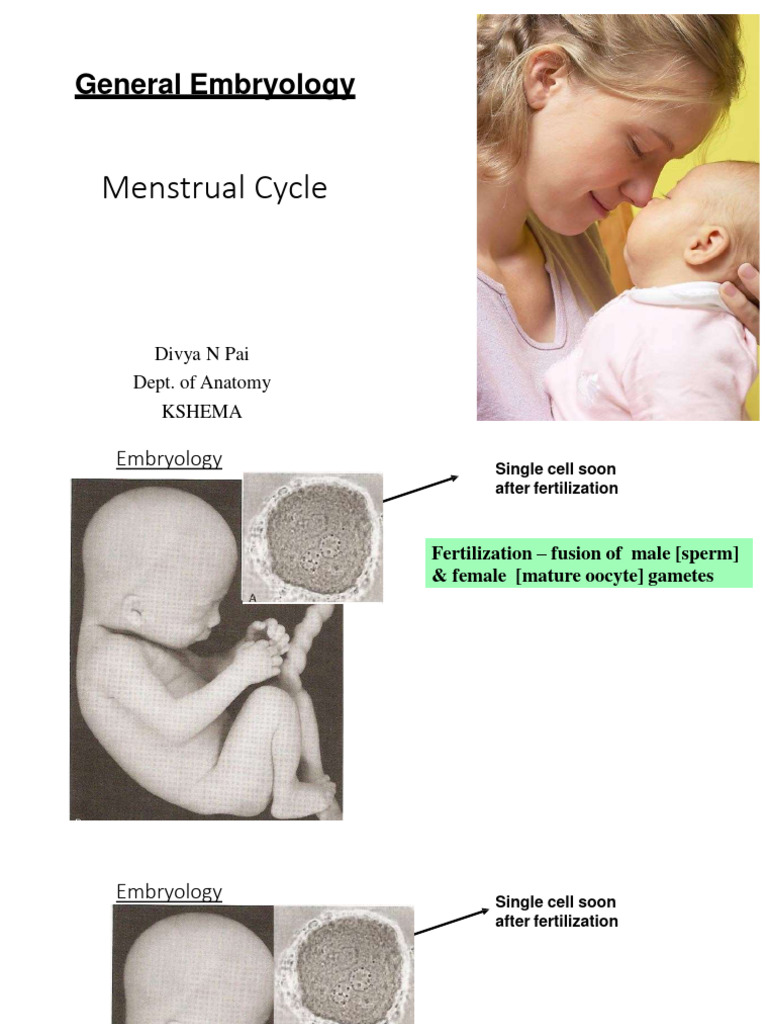Menstrual Cycle PDF | PDF