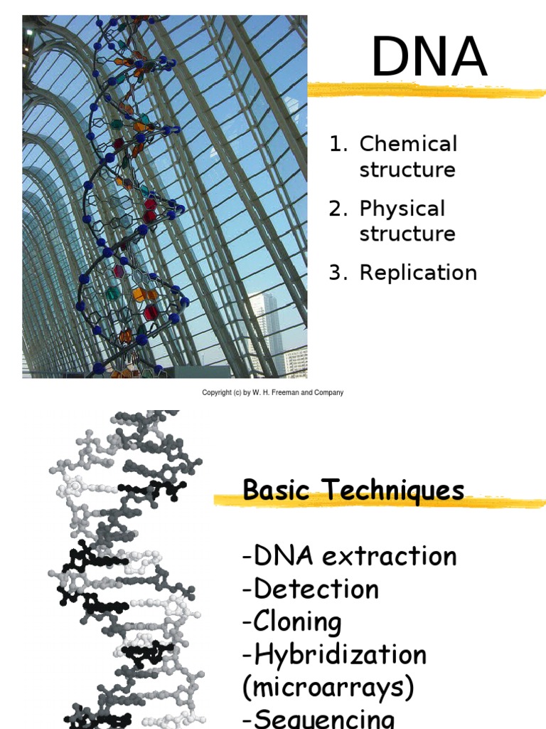 DNA Structure Polymerase Chain Reaction Primer (Molecular Biology)