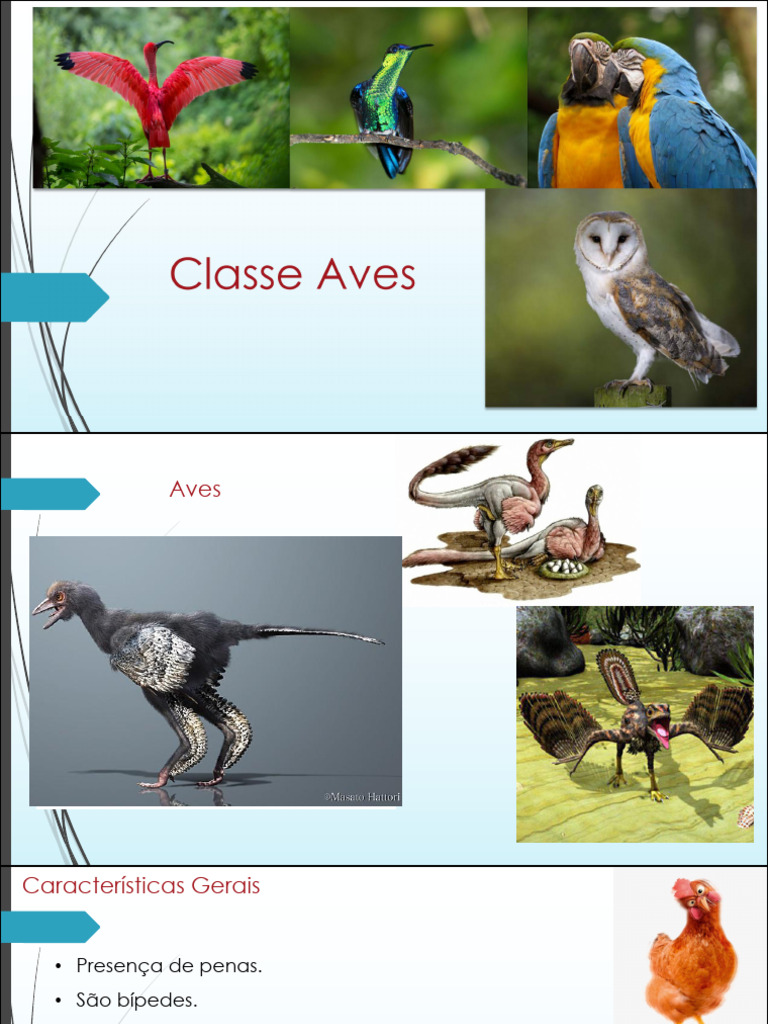 Características e Classificação das Aves | PDF