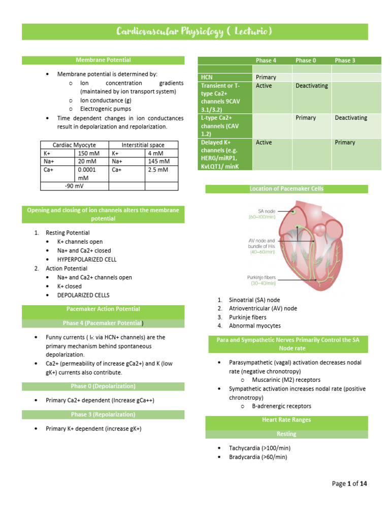 CVS Notes | PDF