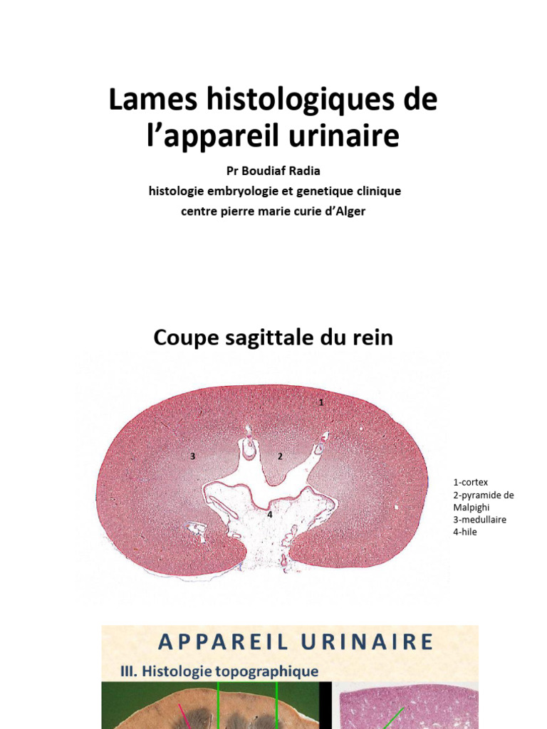 Histologie des reins et appareil urinaire | PDF