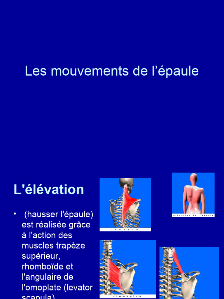 Pourquoi Les Mouvements D’Élévation De L’Épaule Sont-Ils Possibles – RTSRCJ