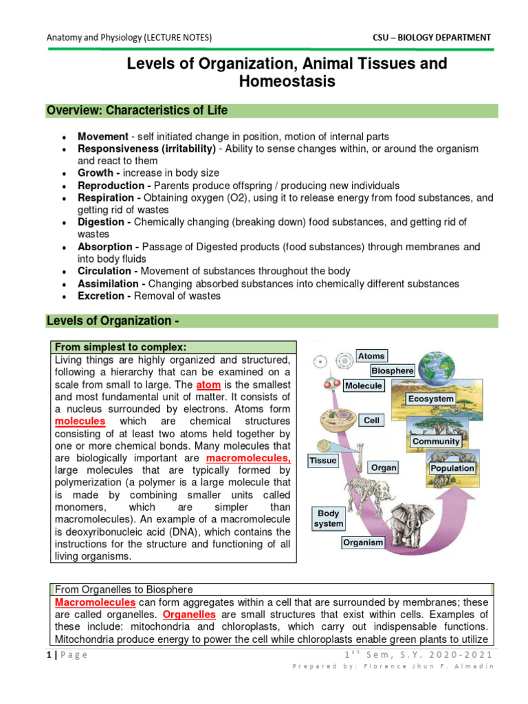 Levels of Organization, Animal System Homeostasis PDF Epithelium