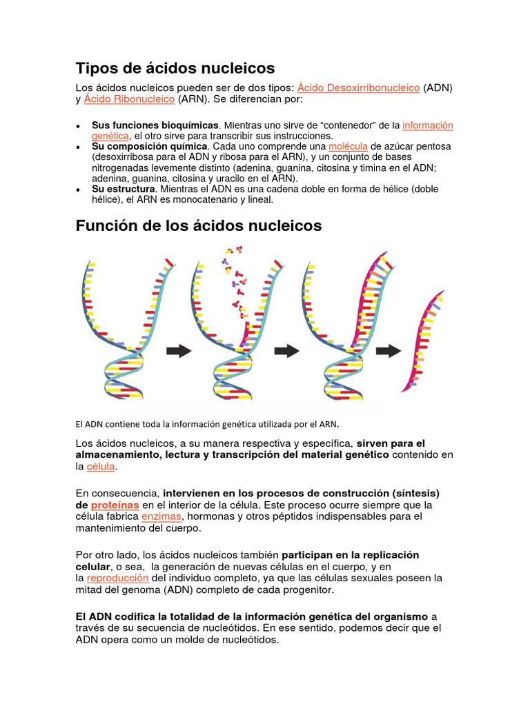 Tipos de Ácidos Nucleicos PDF