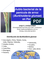 Burkholderia - arroz. Abril 2016