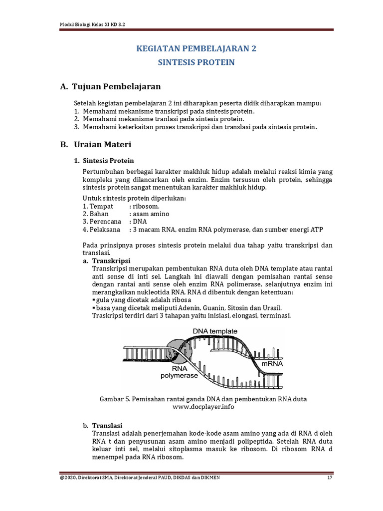 Proses Transkripsi dalam Sintesis Protein | PDF