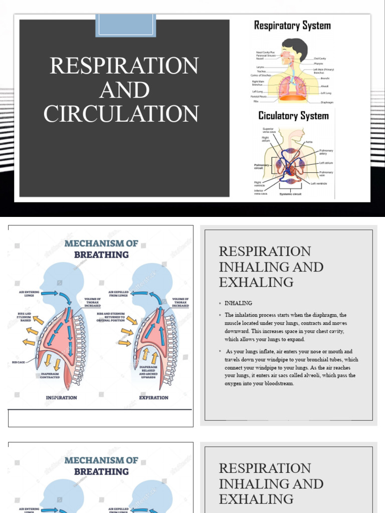 Respiration and Circulation PDF