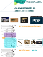 T5 - Diversificación en Espiralados - Trochozoa