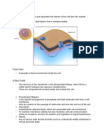 Cell Membrane