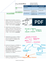 Glucolisis Aeróbica y Anaeróbica