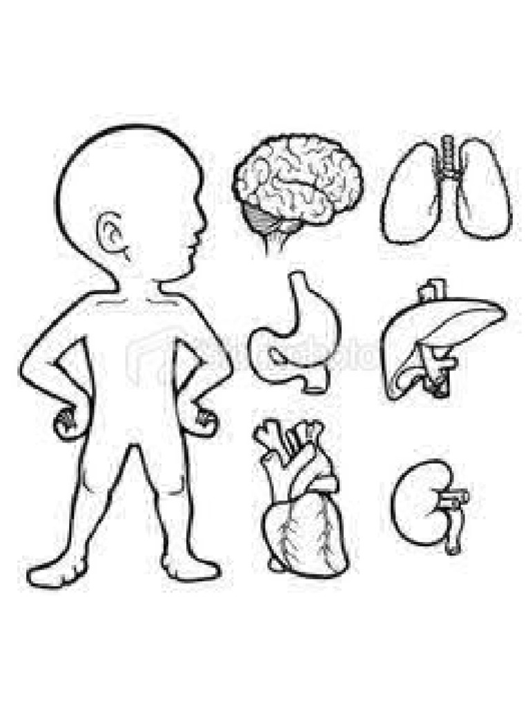 Cuerpo Humano | PDF