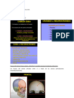 1huesos Del Cráneodocx - 230627 - 200005