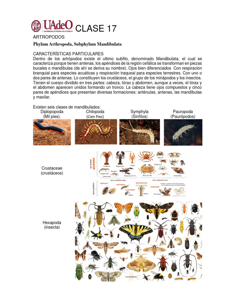 Phylum Arthropoda, Subphylum Mandibulata | PDF
