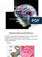 Sistema Nervoso Periferico Somatico e Visceral