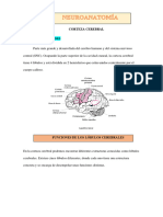 Corteza Cerebral