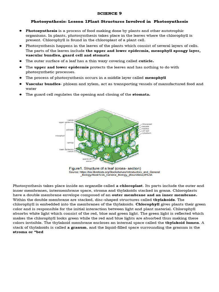 Plant Structures for Photosynthesis | PDF | Leaf | Photosynthesis