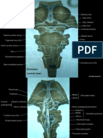 USTNotesGroup2010 Brainstem Anatomy w Skull