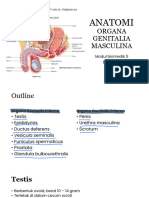 UR - Modul 3 Anatomi Organa Genitalia Masculina