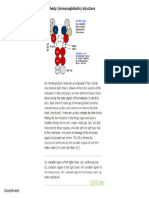 Antibody Immunoglobulin Structure