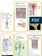 Triptico Organos Genitales