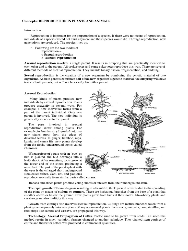Asexual and Sexual Reproduction in Plants | PDF | Sexual Reproduction ...