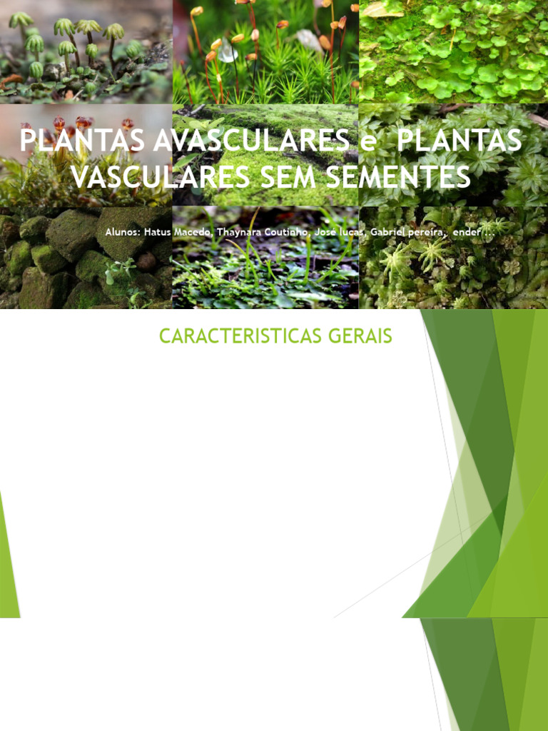 PLANTAS VASCULARES E AVASCULARES intelligence overview