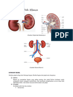 Biologi (Sistem Eksresi Pada Manusia)