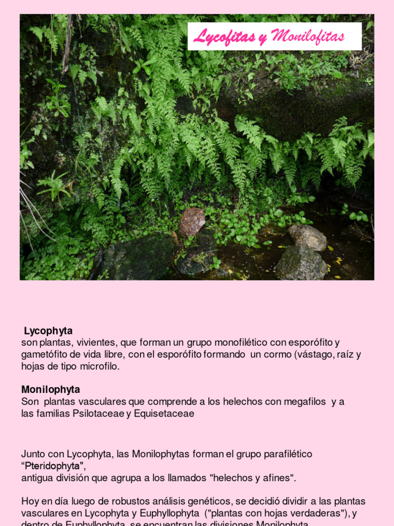 Pteridofitas PDF PDF