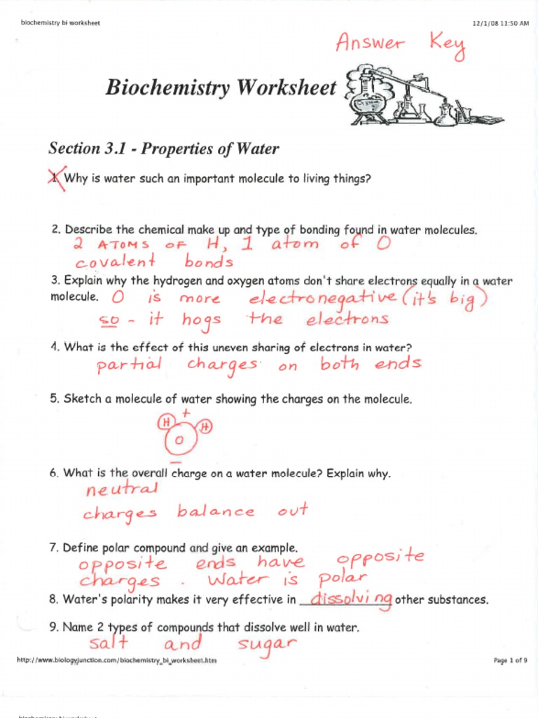 KEY Biochemistry Worksheet CP - Worksheet Template Tips And Reviews