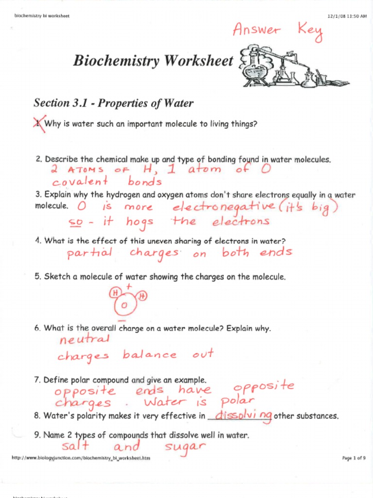 Key Biochemistry Worksheet Cp Pdf