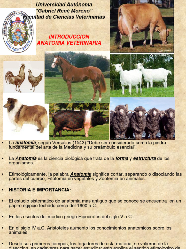 Anatomía visual data 8