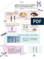 Infografía Anomalías Estructurales de Los Cromosomas