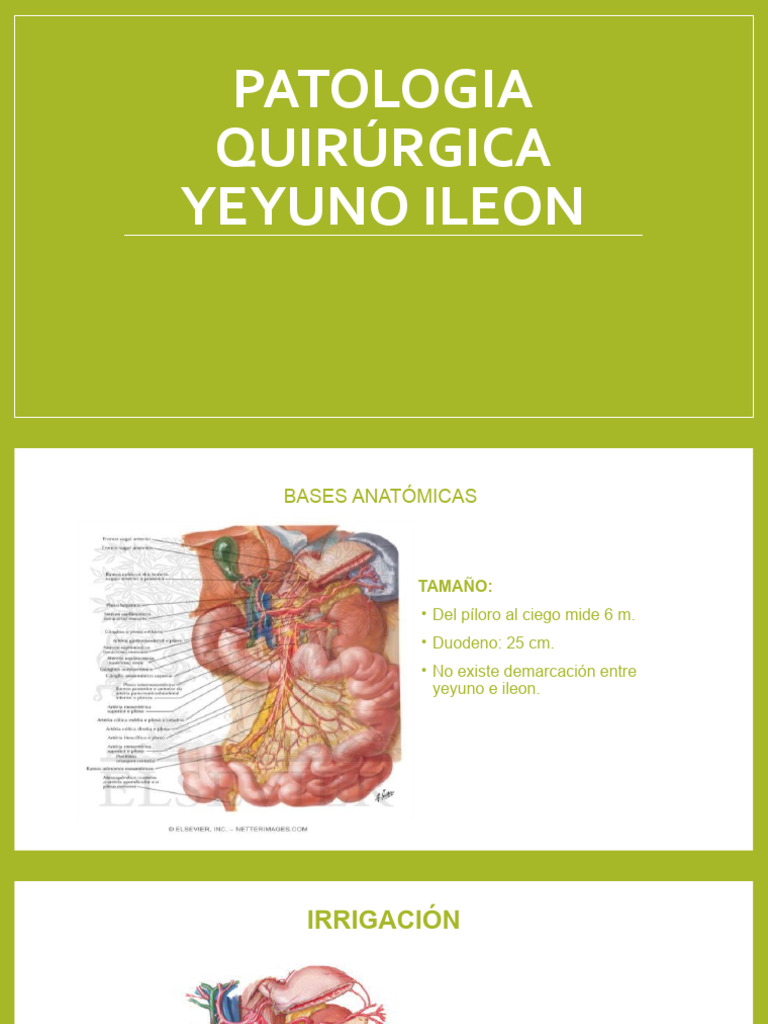 Patolog a Quir rgica Yeyuno Ileon EXPO MAR23 PDF Digesti n Gordo