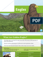 CfE2 T 217 Golden Eagles Information PowerPoint English - Ver - 1
