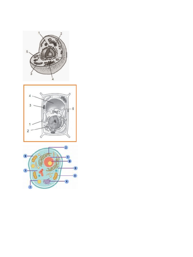 Gambar Sel Dan Mikroskop | PDF