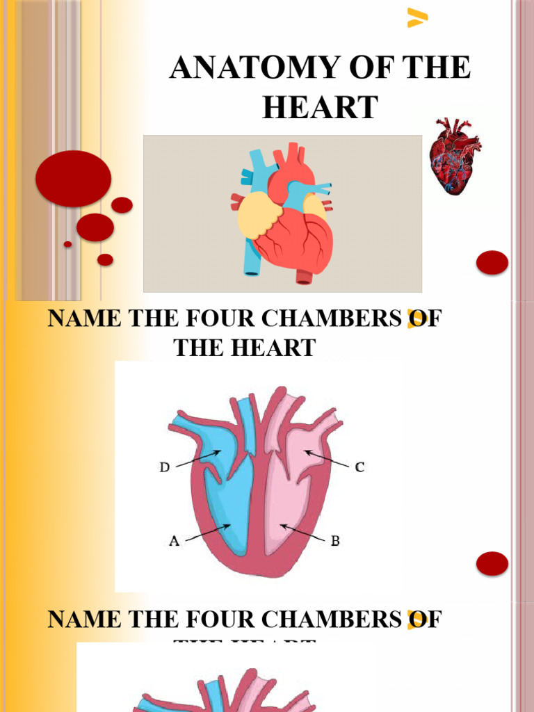The Anatomy of Heart PDF Heart Valve Heart