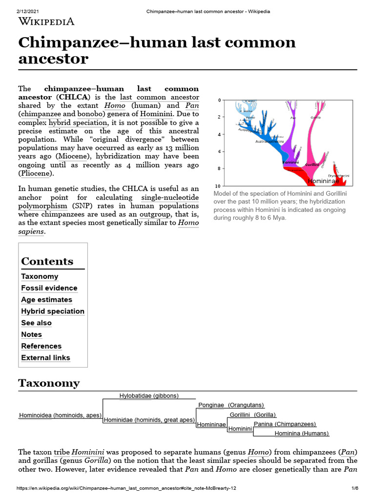 Chimpanzee-Human Last Common Ancestor | PDF