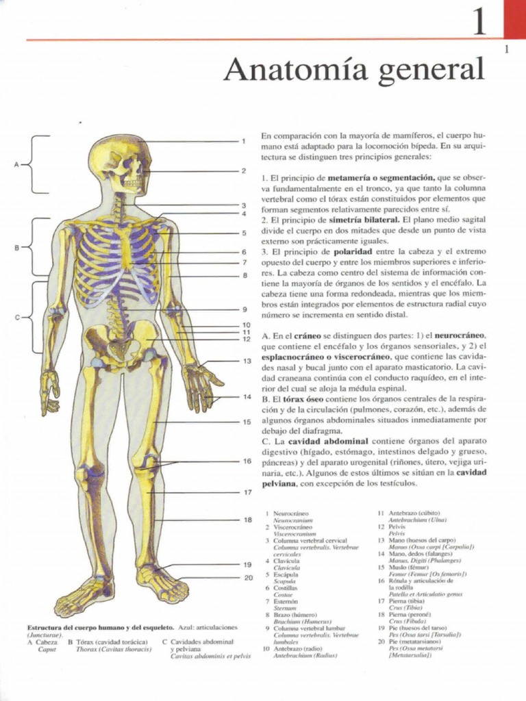Atlas de Anatomía Humana - Yokochi | PDF
