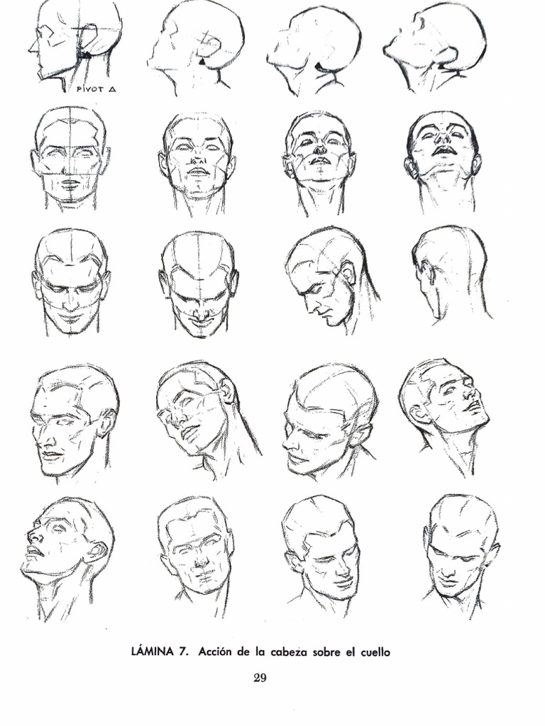 Anatomía y Planos del Rostro | PDF