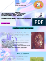 P. Intestinales - Las Hemoglobinas