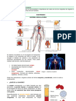 Guia 14 C.N 2023 Grado 7 Sistema Circulatorio)