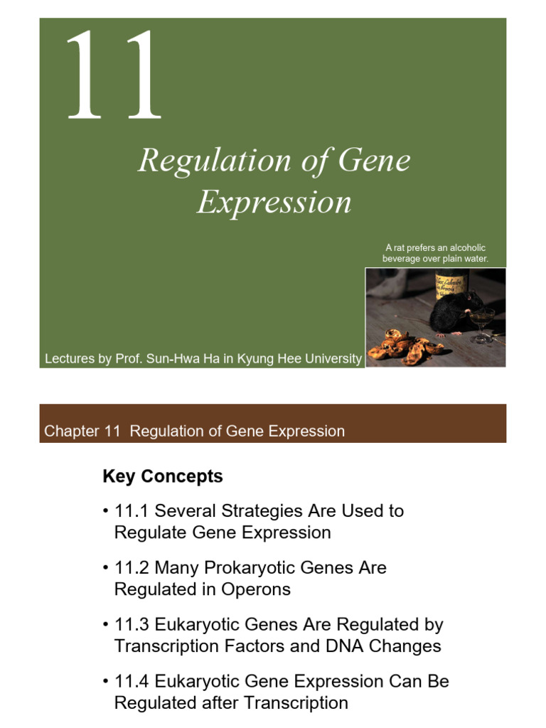 202 Biology Lecture 10 Ch11Regulation of Gene Expression PDF