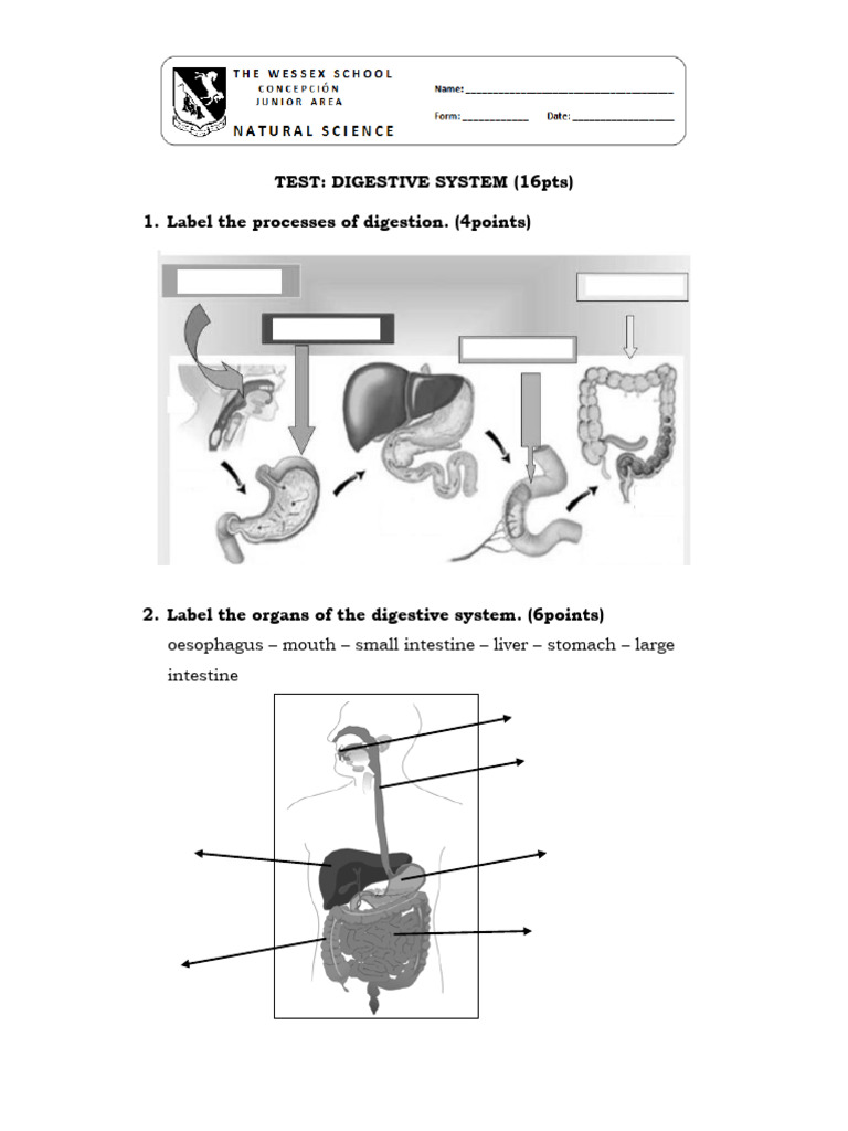 Test Digestive System PDF