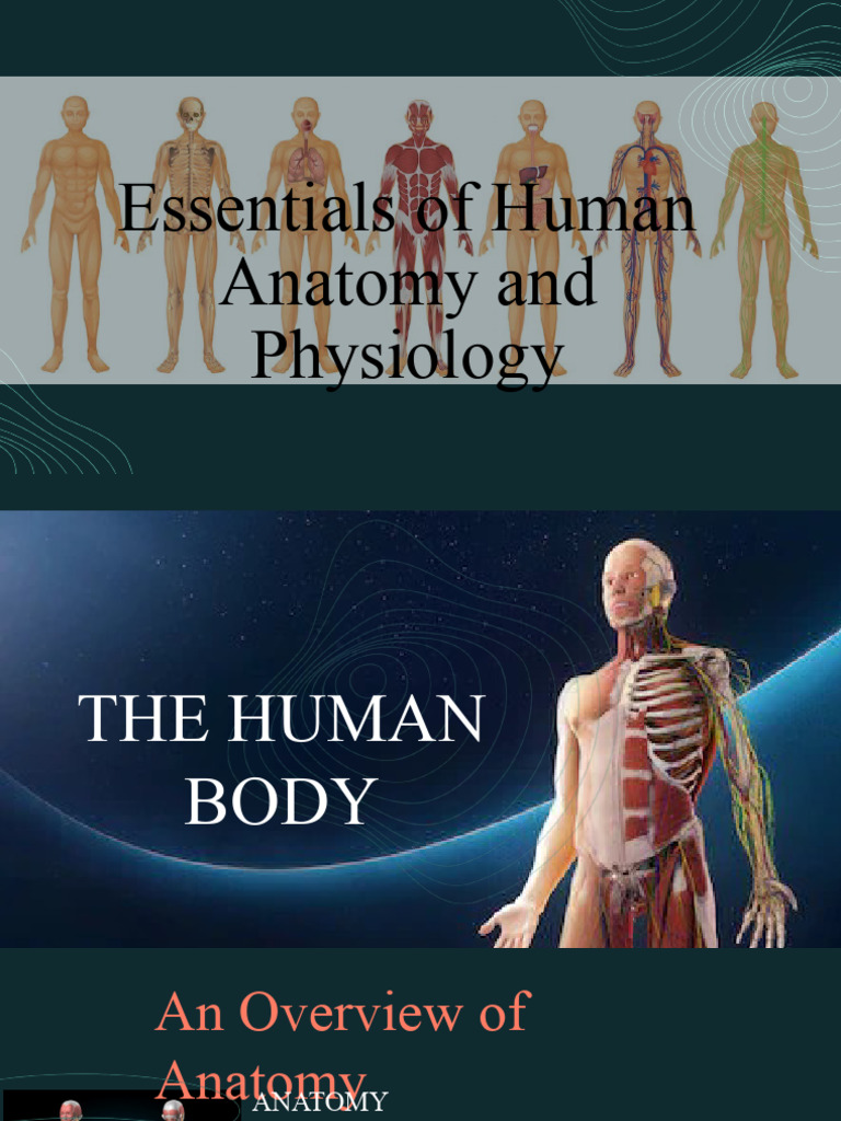 Essential of Human Anatomy and Physiology PDF