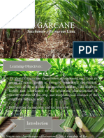 Sugarcane (Saccharum Officinarum Linn.)