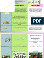 Cuadro Comparativo Plantas Vasculares Botanica