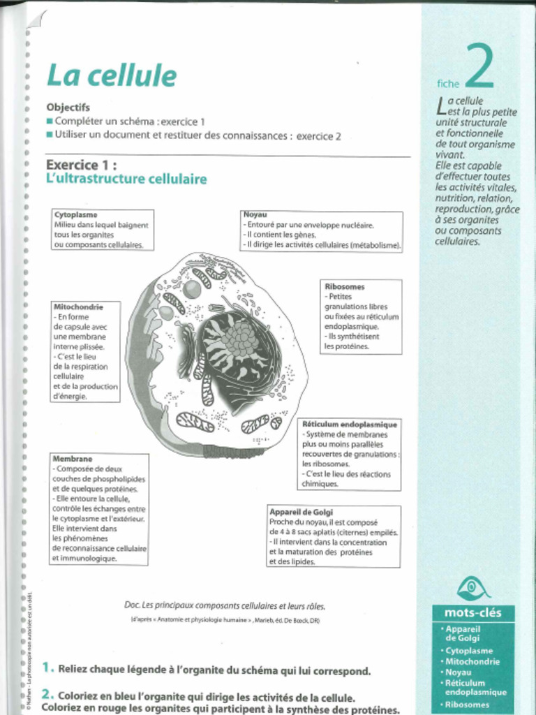 5 Cellule | PDF