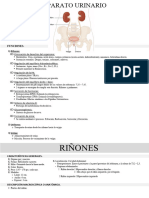 31) Aparato Urinario - Generalidades