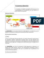 El Sistema Digestivo y Sus Partes